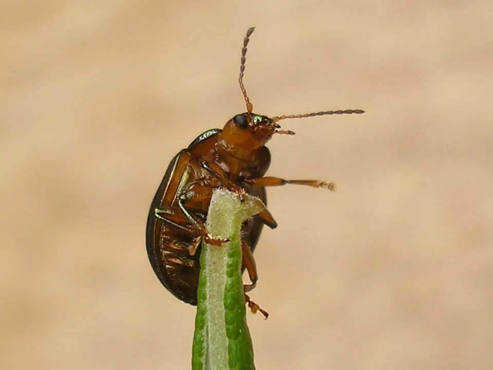Rosemary Beetle