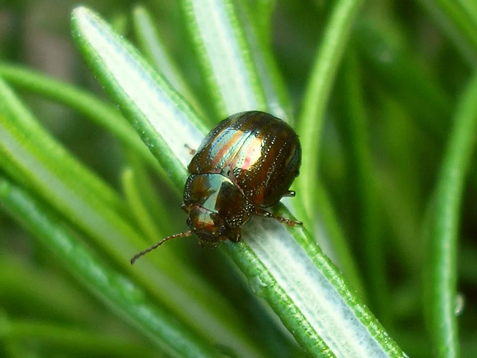 Rosemary Beetle