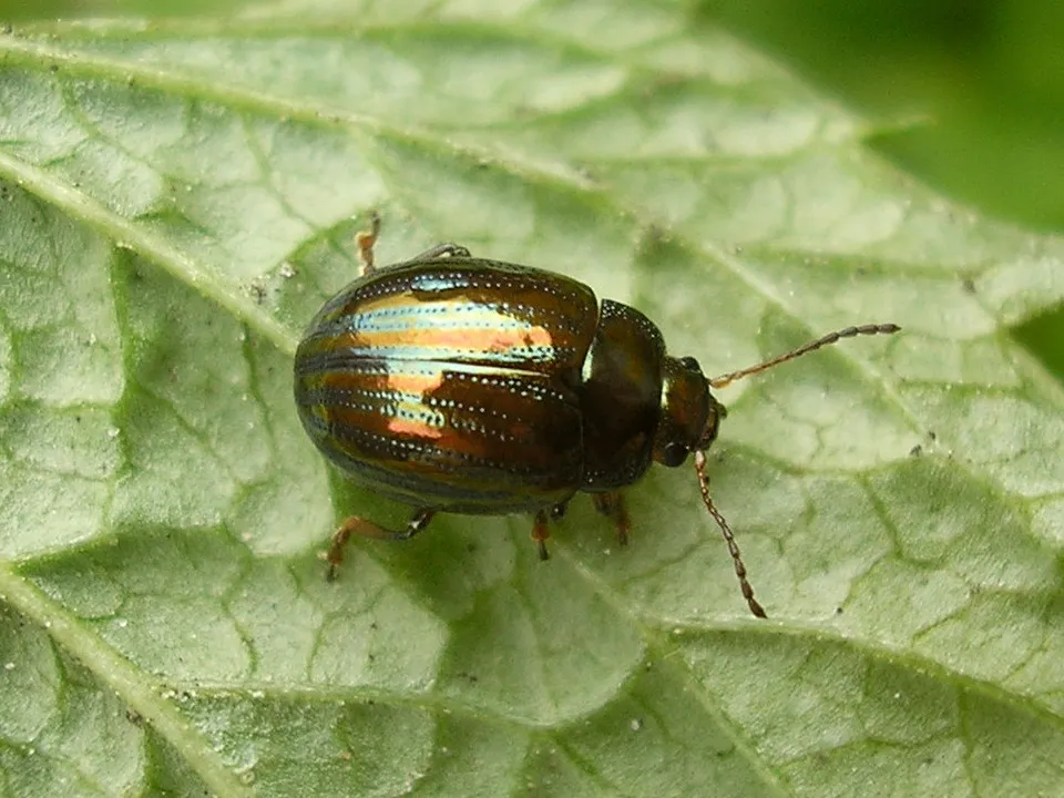 Rosemary Beetle