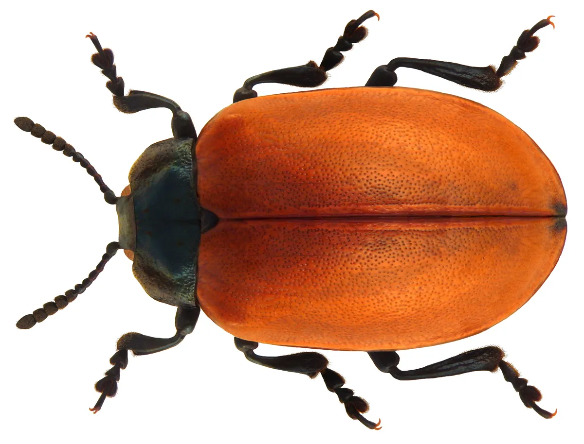 Escarabajo Rojo del Álamo