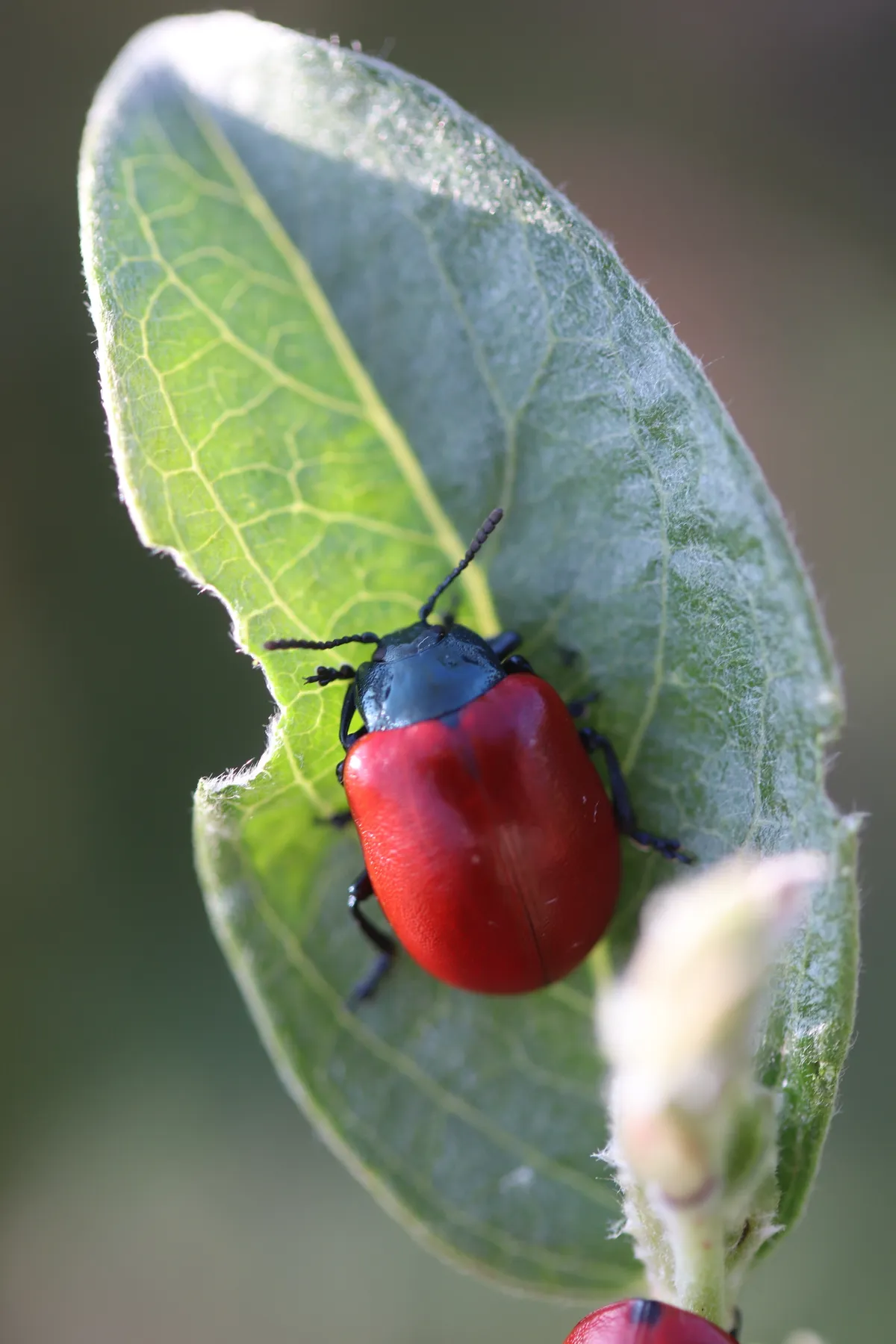 Escarabajo Rojo del Álamo