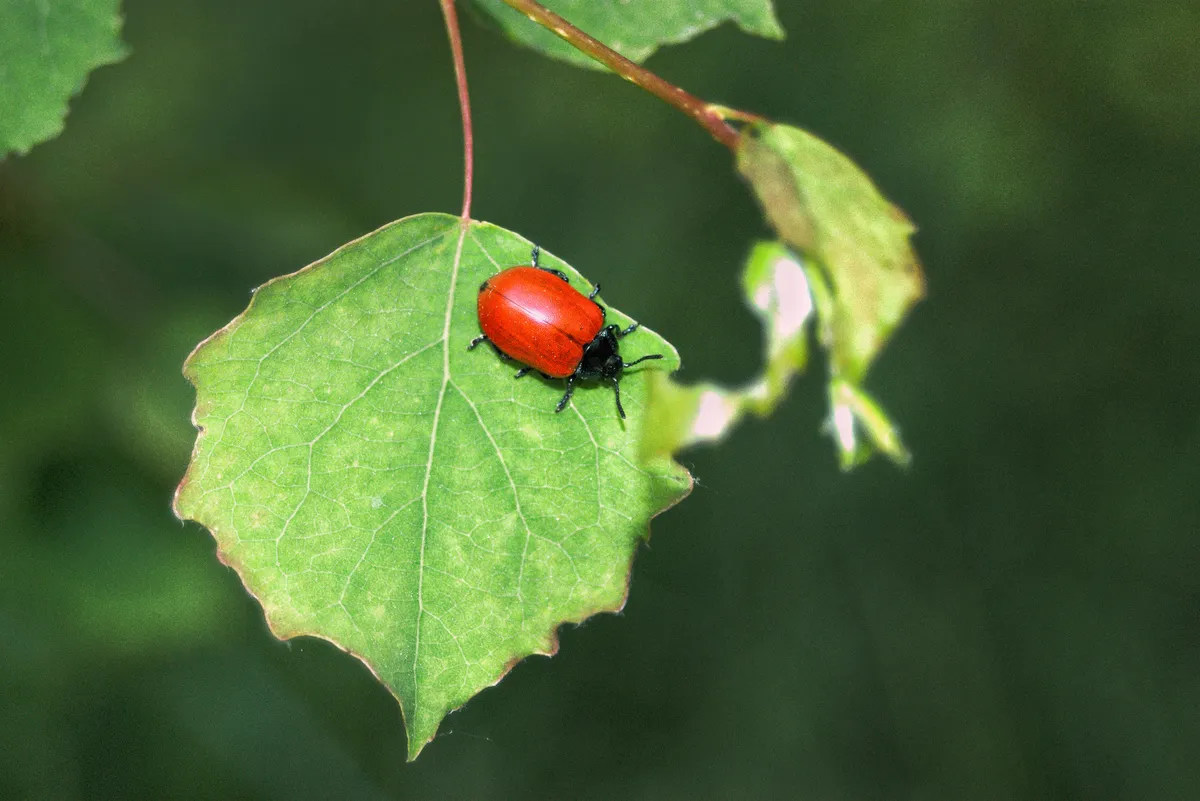 Escarabajo Rojo del Álamo
