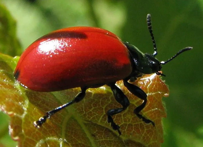 Escarabajo Rojo del Álamo