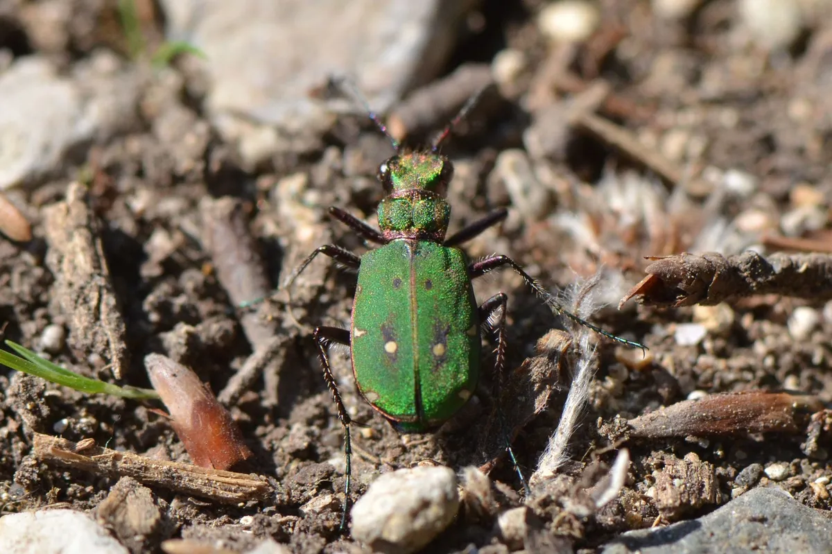 Cicindela campestris