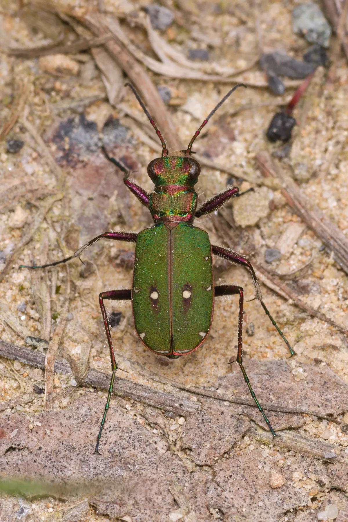 Escarabajo Tigre Verde