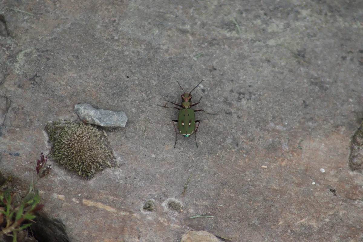 Escarabajo Tigre Verde