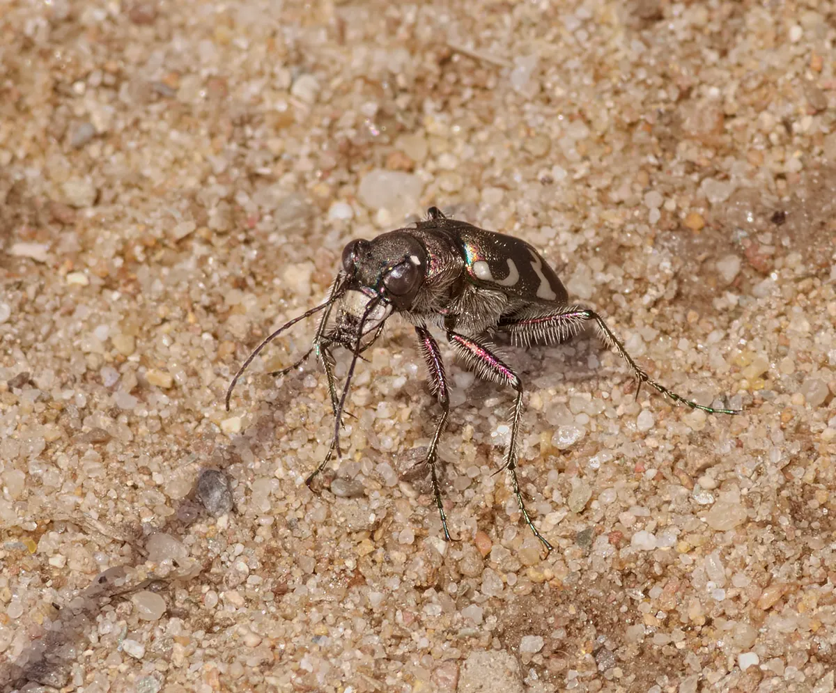 Cicindela hybrida