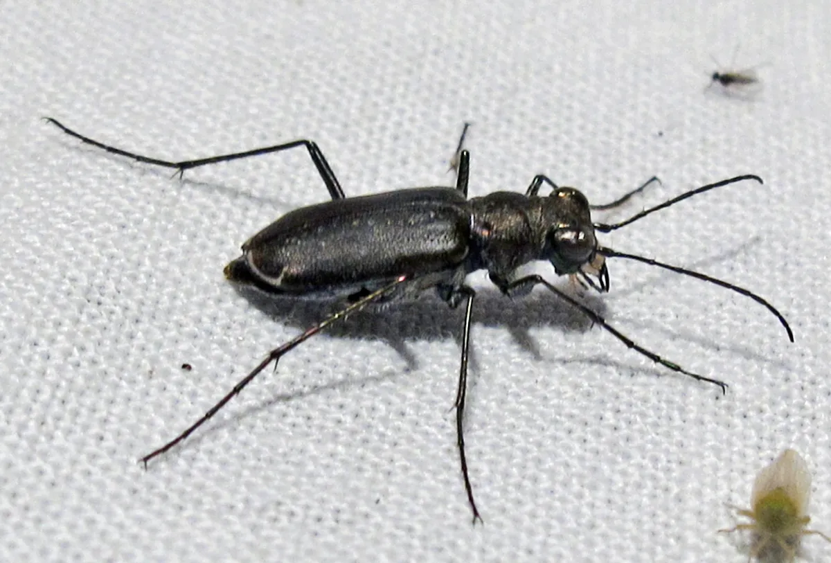 Escarabajo Tigre Punteado