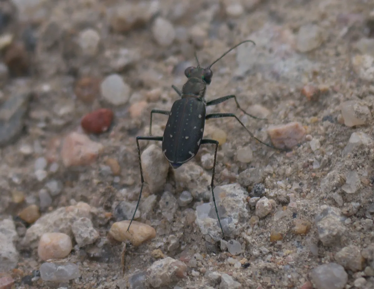 Escarabajo Tigre Punteado