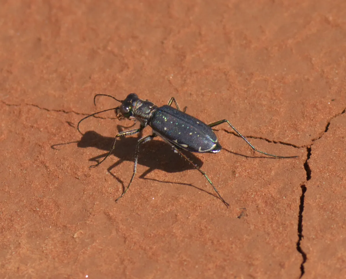 Escarabajo Tigre Punteado
