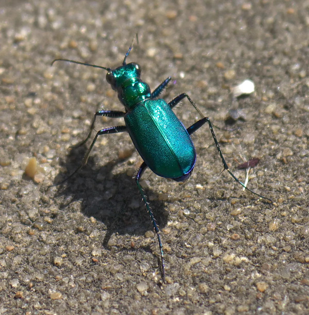 Escarabajo Tigre de Seis Puntos
