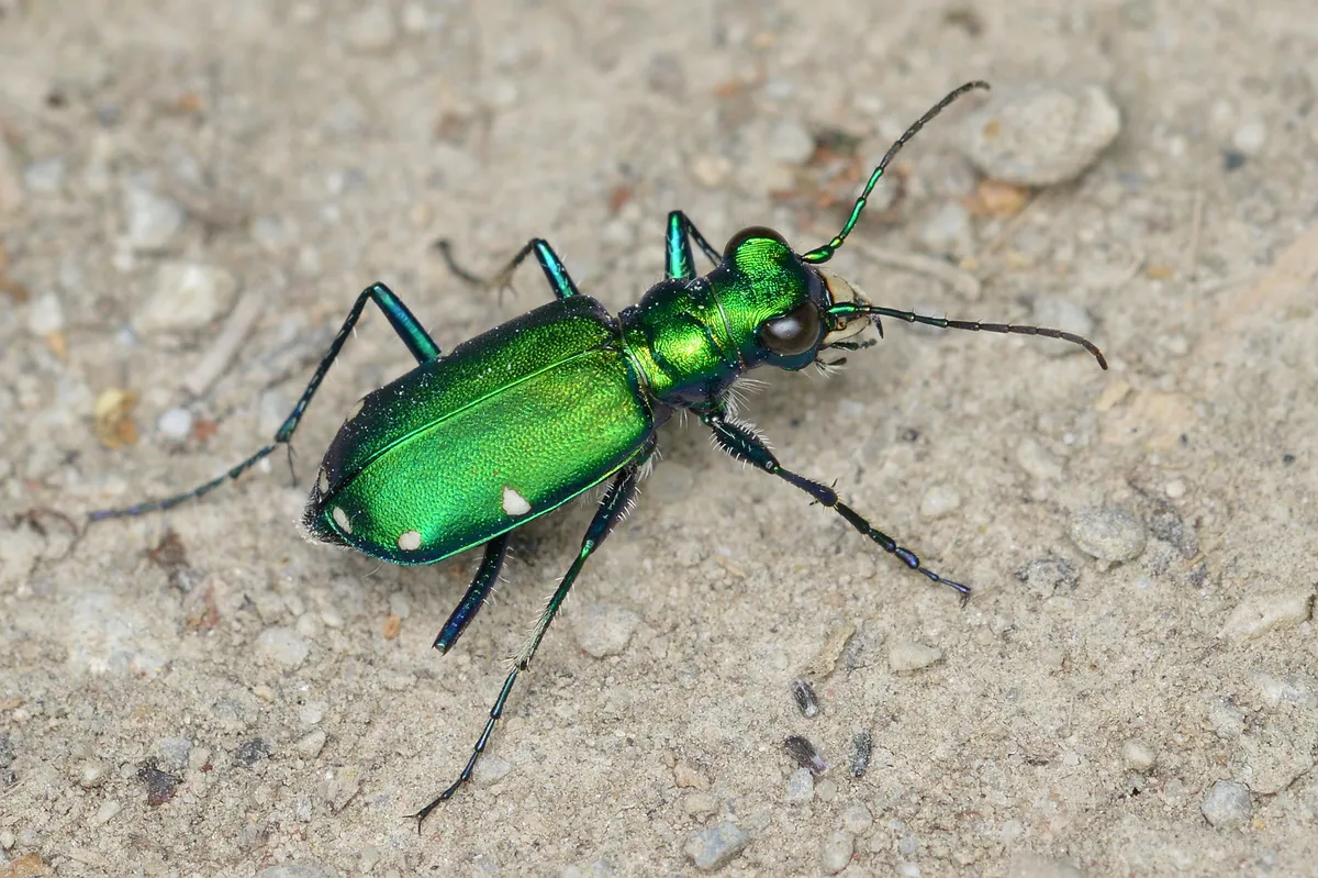 Escarabajo Tigre de Seis Puntos