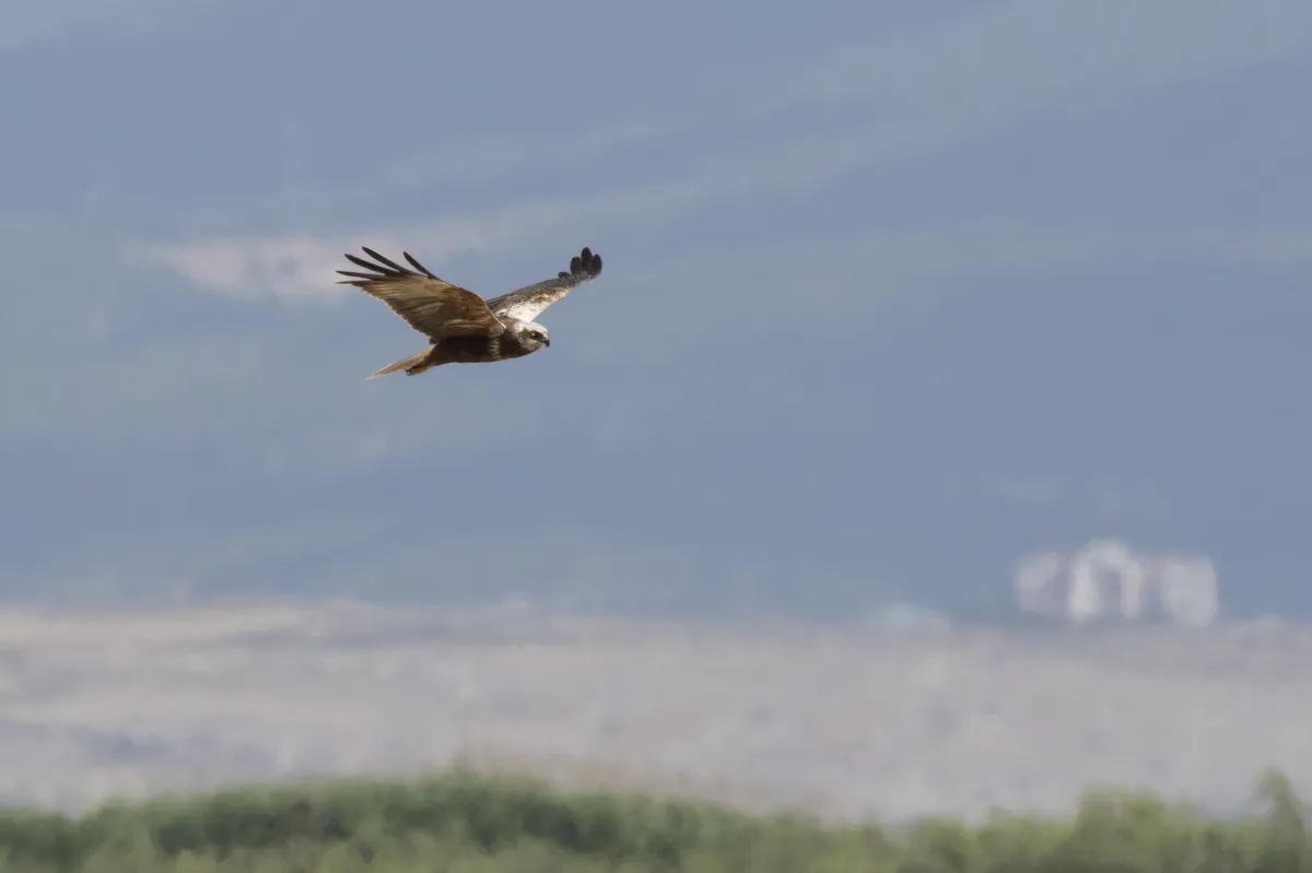 Aguilucho Lagunero Occidental