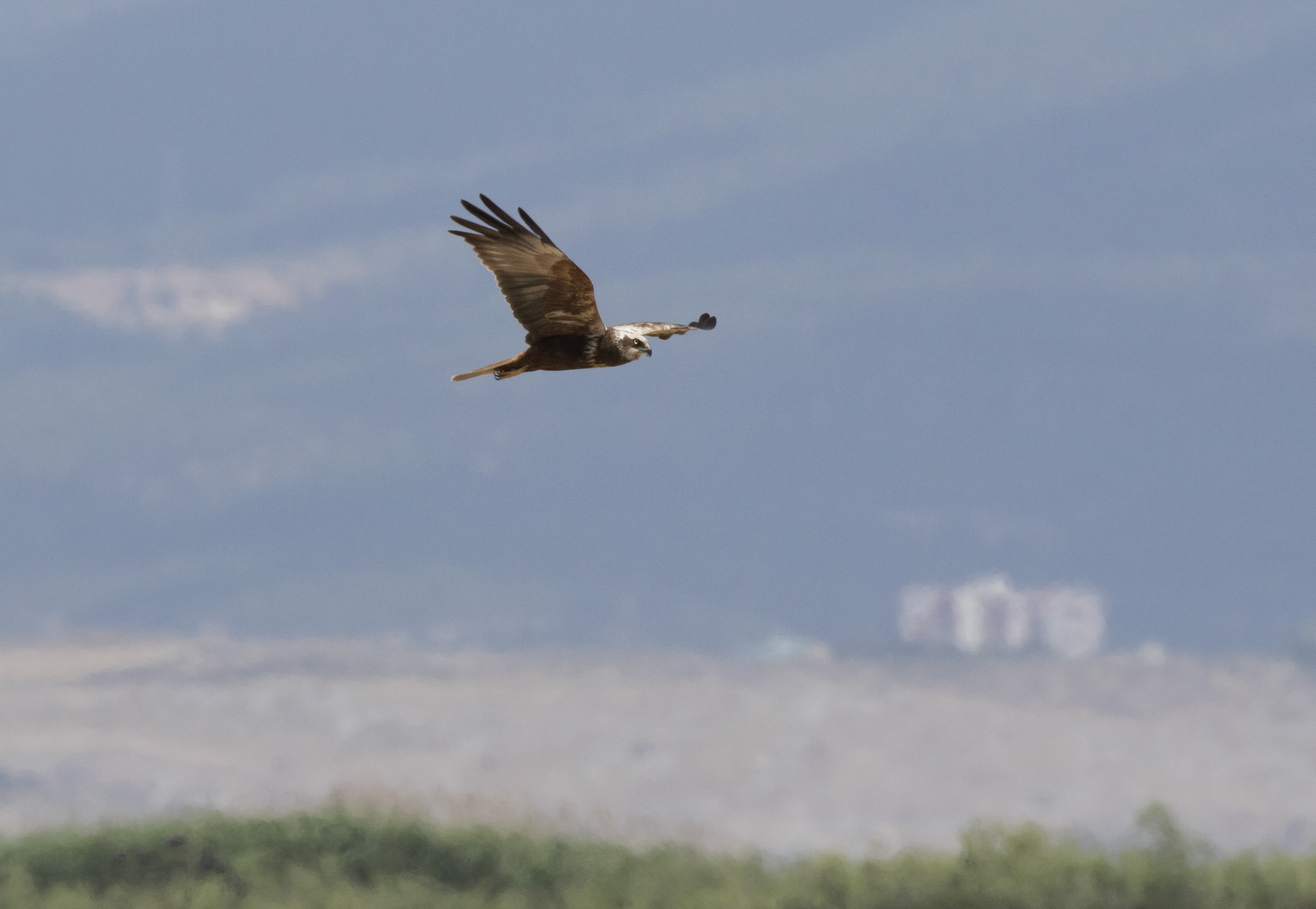 Aguilucho Lagunero Occidental