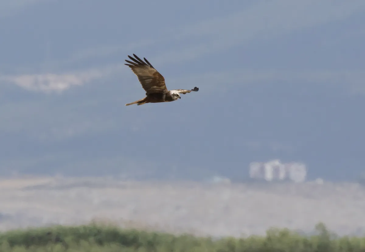 Aguilucho Lagunero Occidental