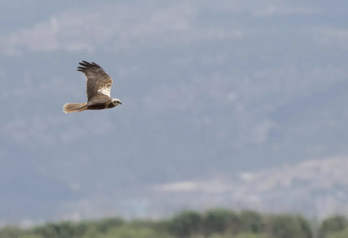 Aguilucho Lagunero Occidental