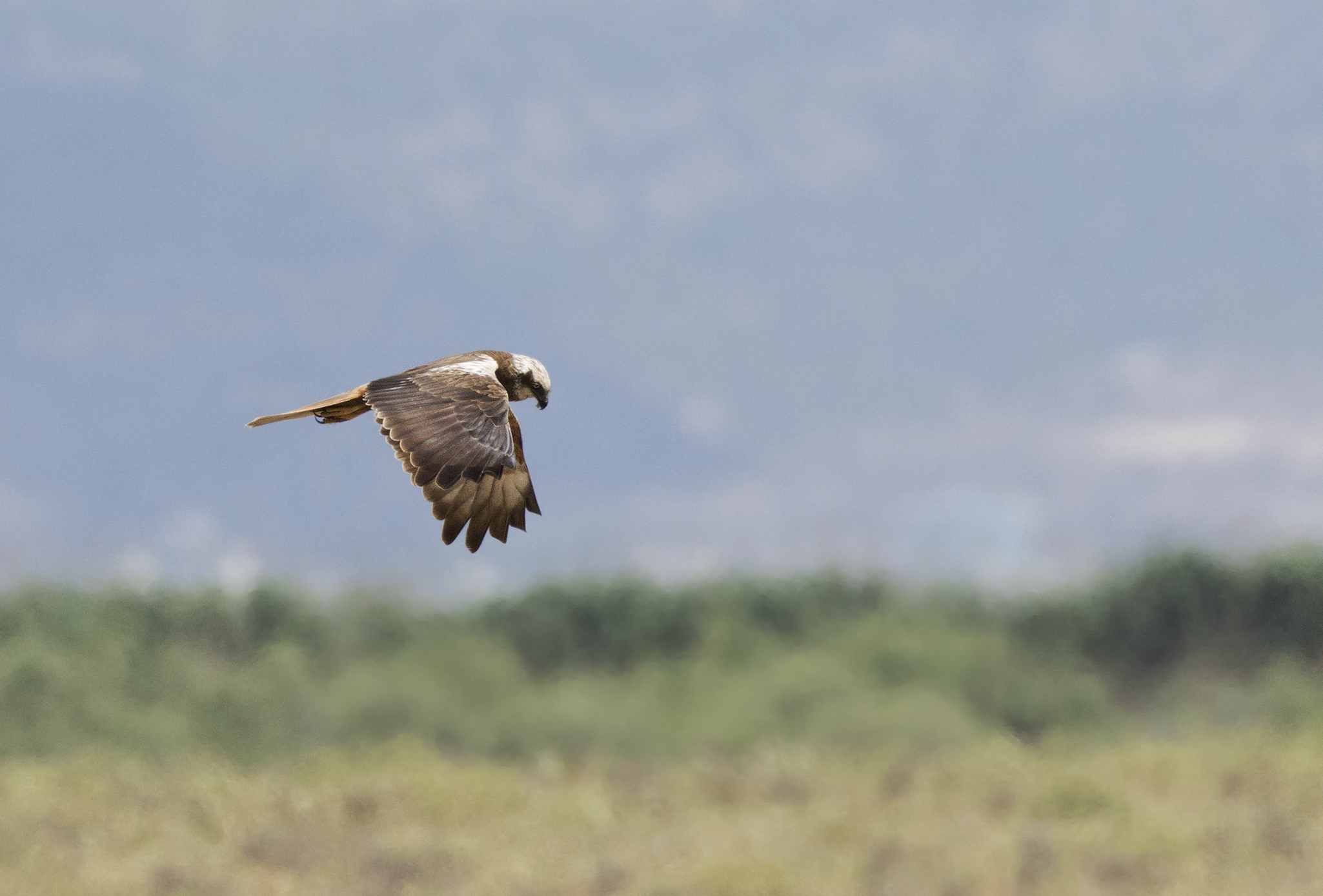 Aguilucho Lagunero Occidental