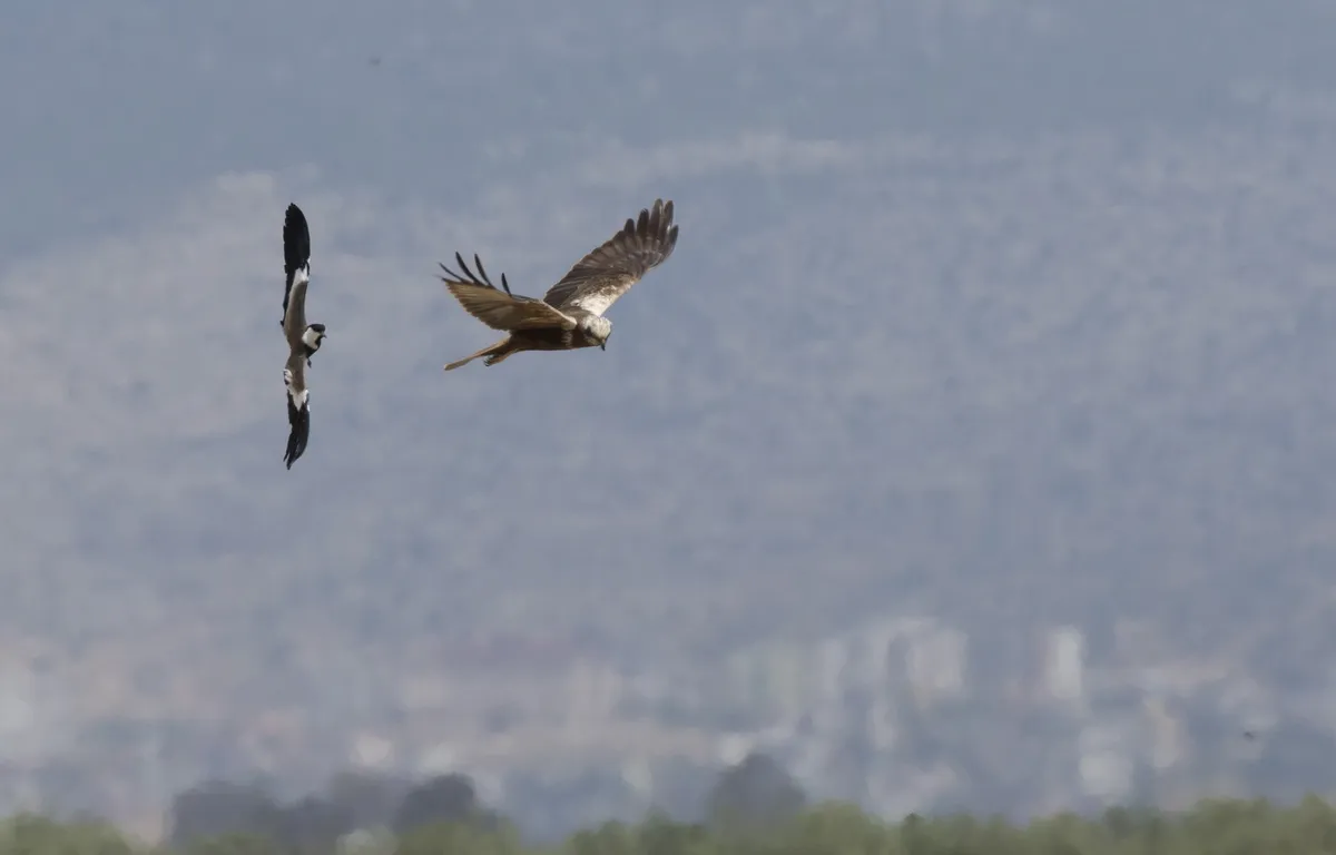 Aguilucho Lagunero Occidental