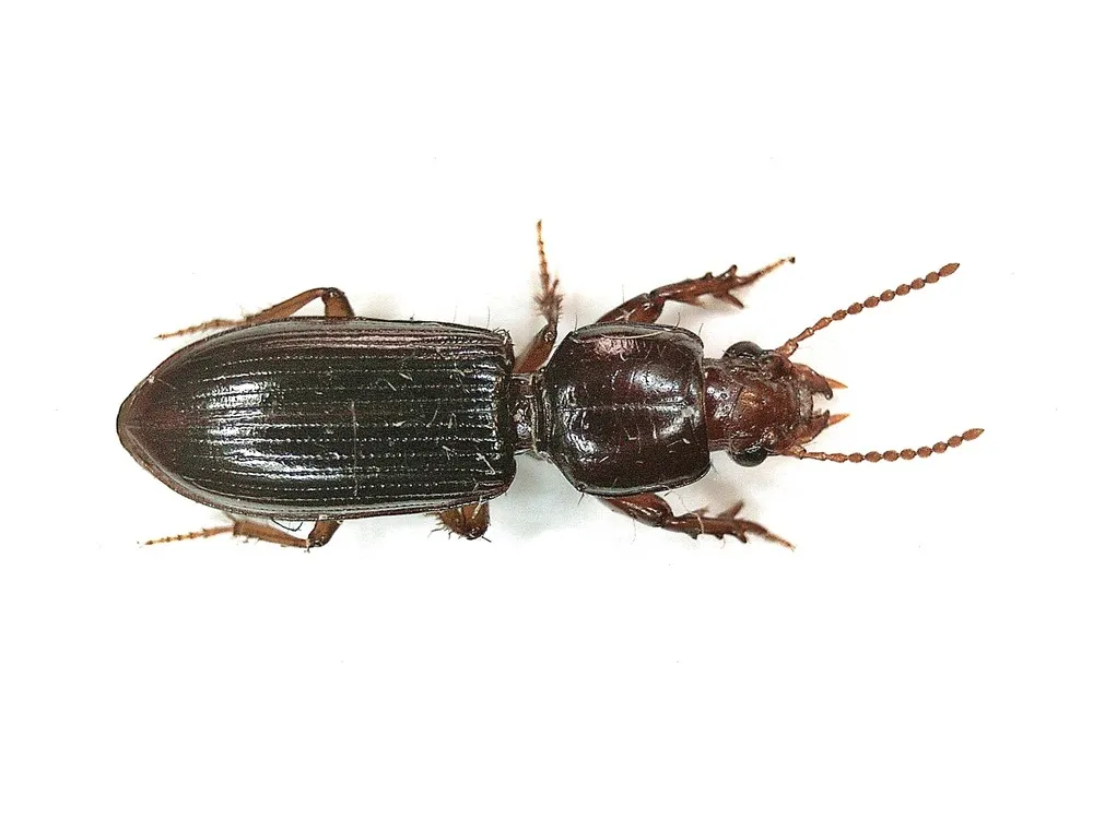 Clivina fossor