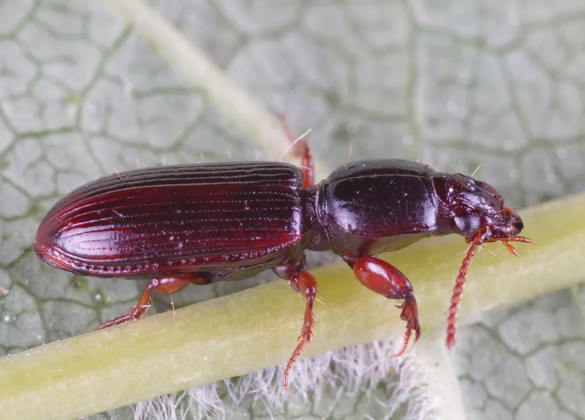 Escarabajo excavador de tierra