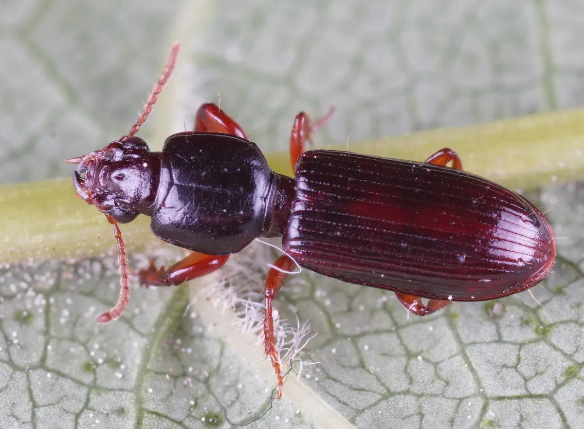 Escarabajo excavador de tierra