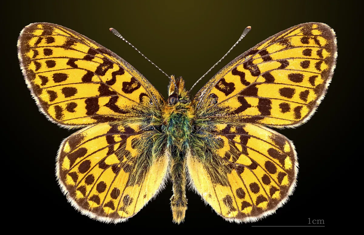 Pearl-bordered Fritillary