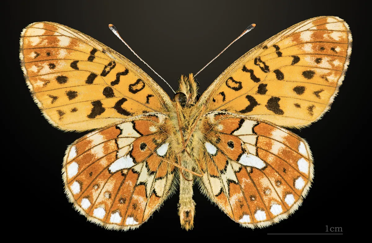 Pearl-bordered Fritillary