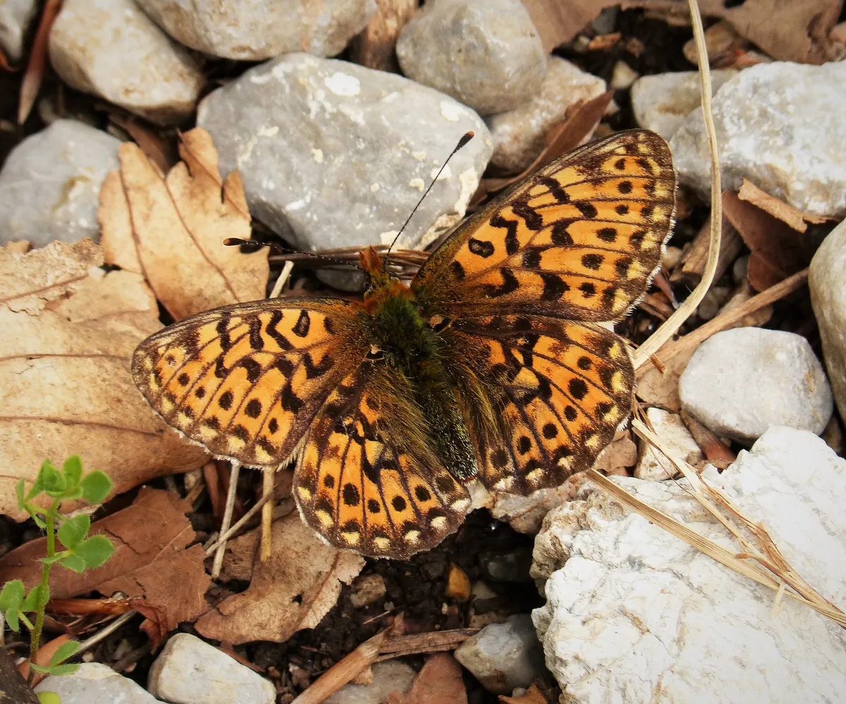 Pearl-bordered Fritillary