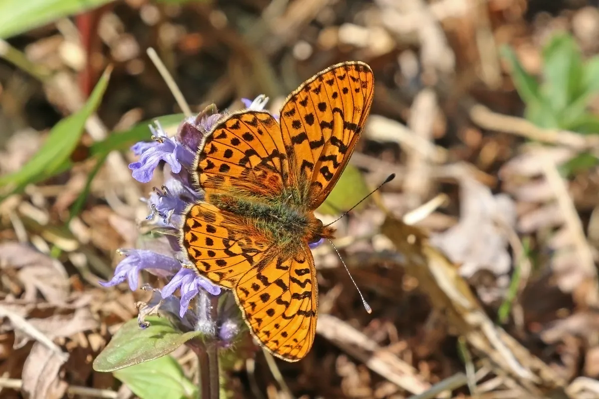 Pearl-bordered Fritillary