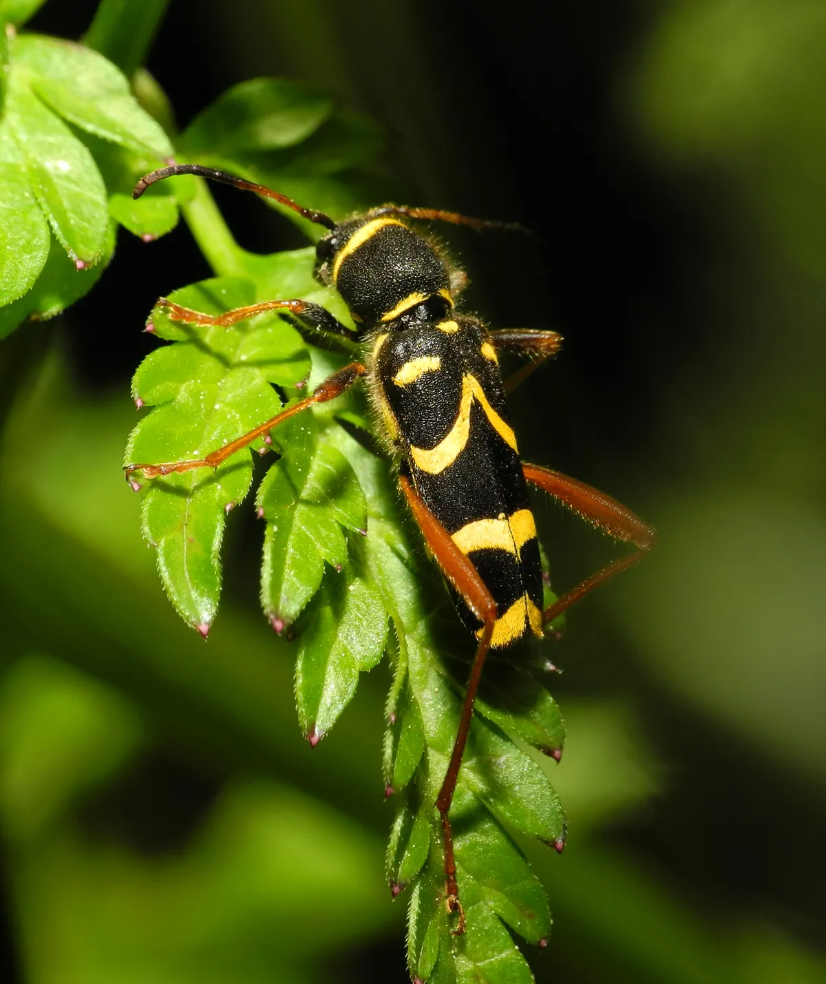 Clytus arietis