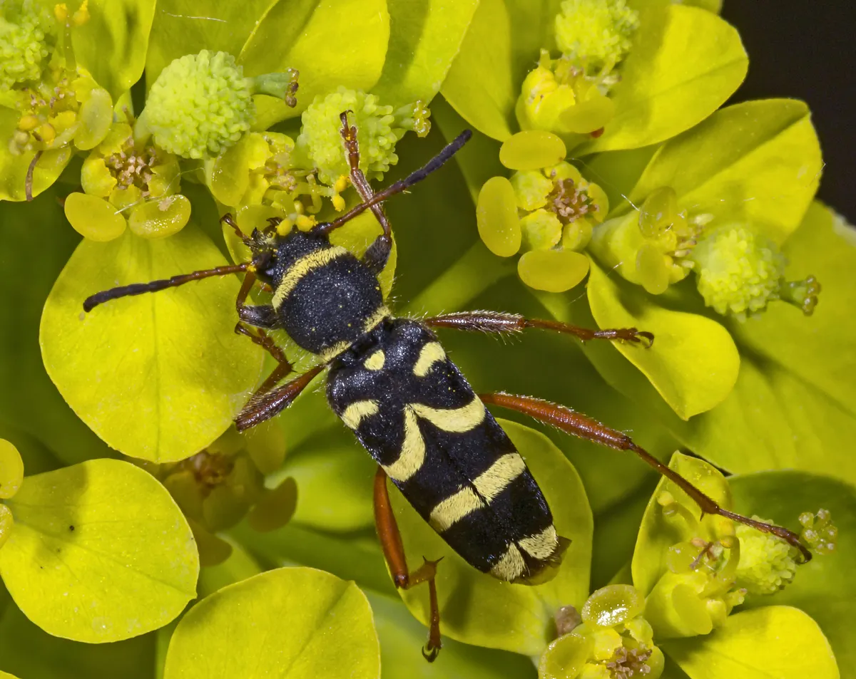 Wasp Beetle