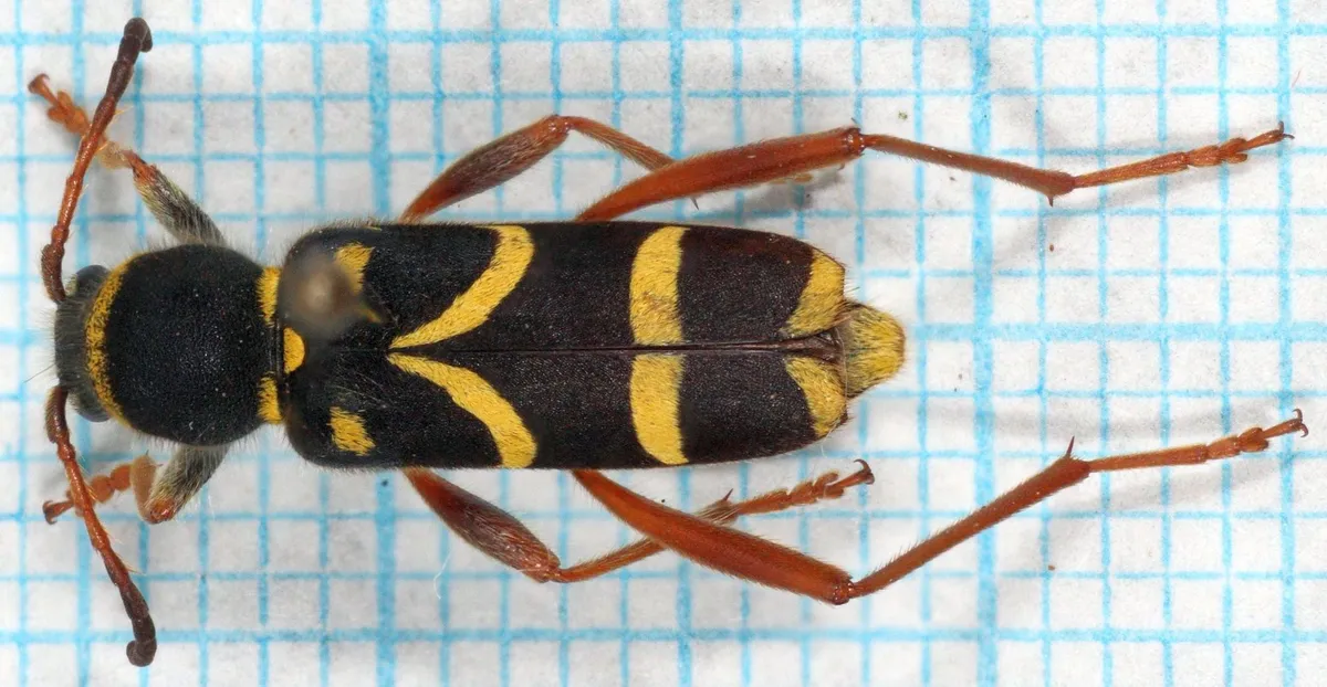 Wasp Beetle