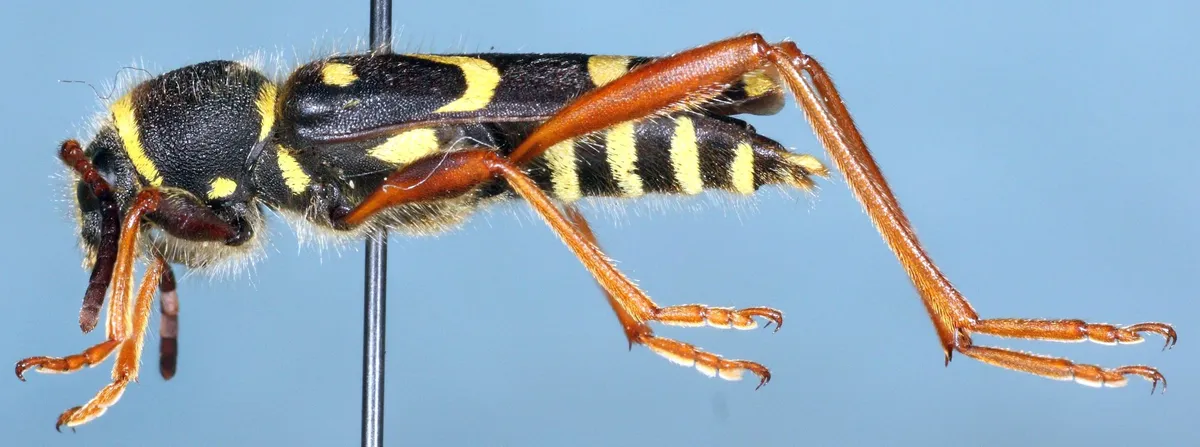 Wasp Beetle