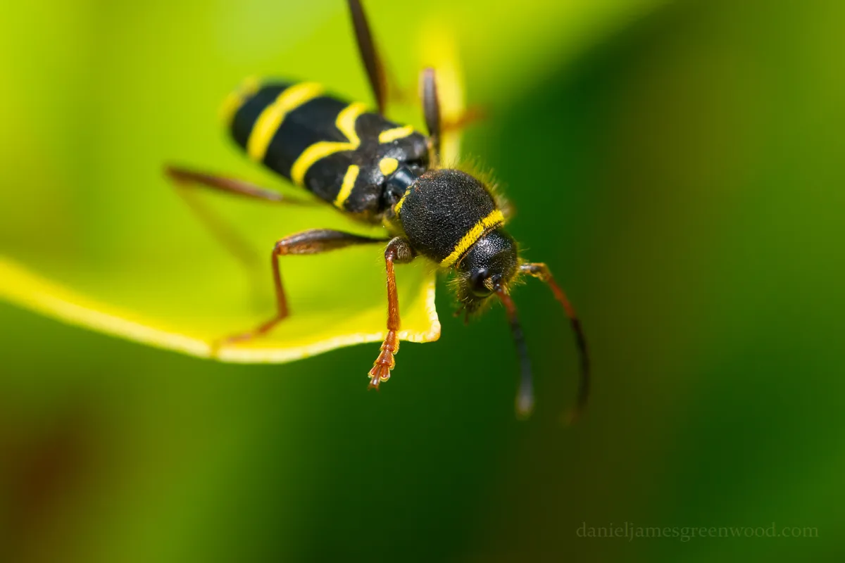 Wasp Beetle