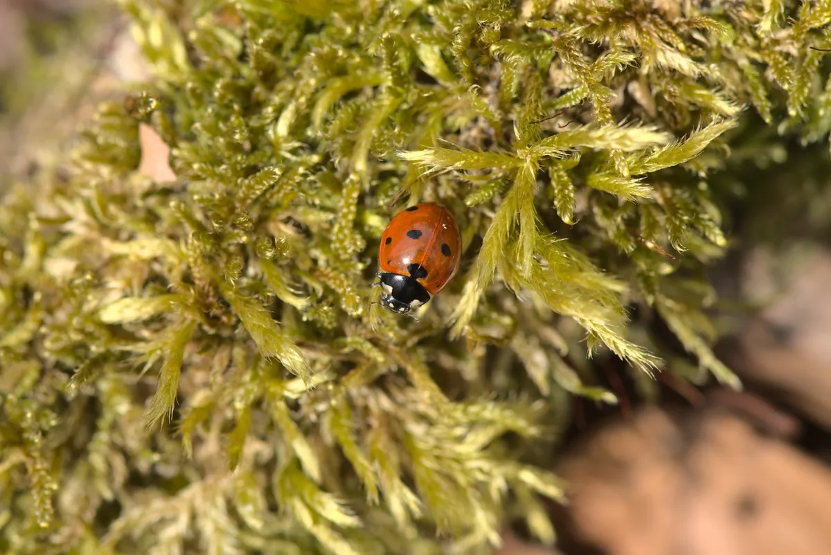 Sevenspotted Lady Beetle