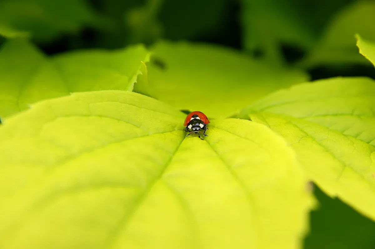 Sevenspotted Lady Beetle