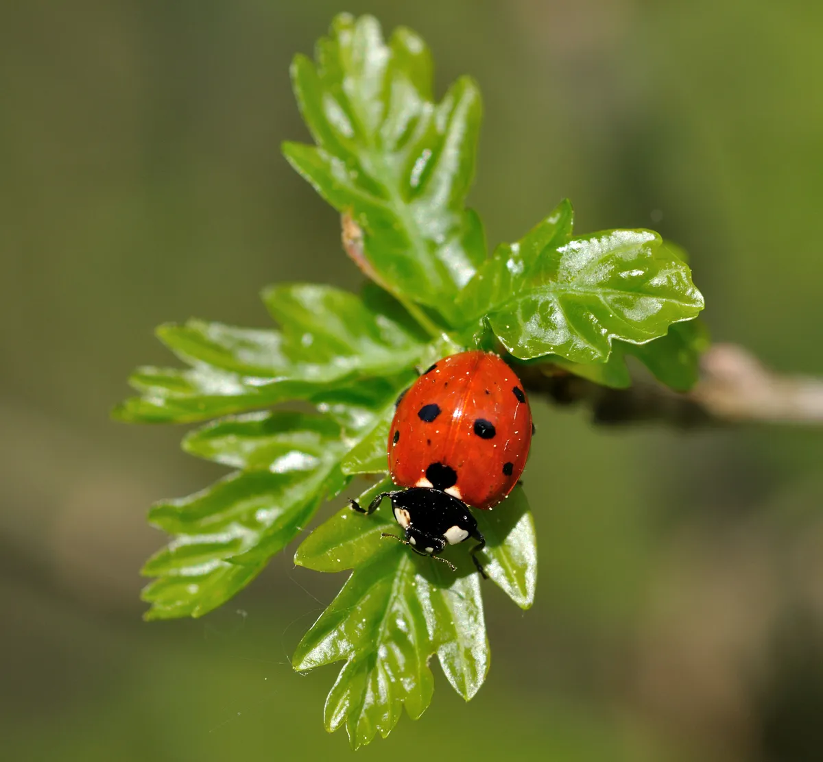 Sevenspotted Lady Beetle