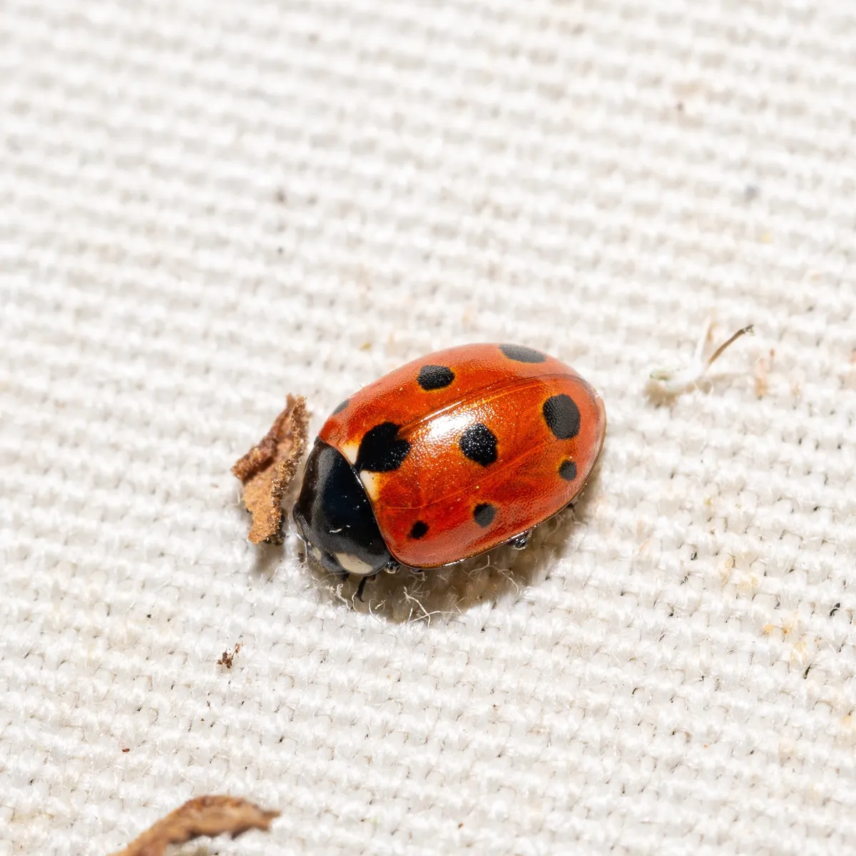 Mariquita de Once Puntos