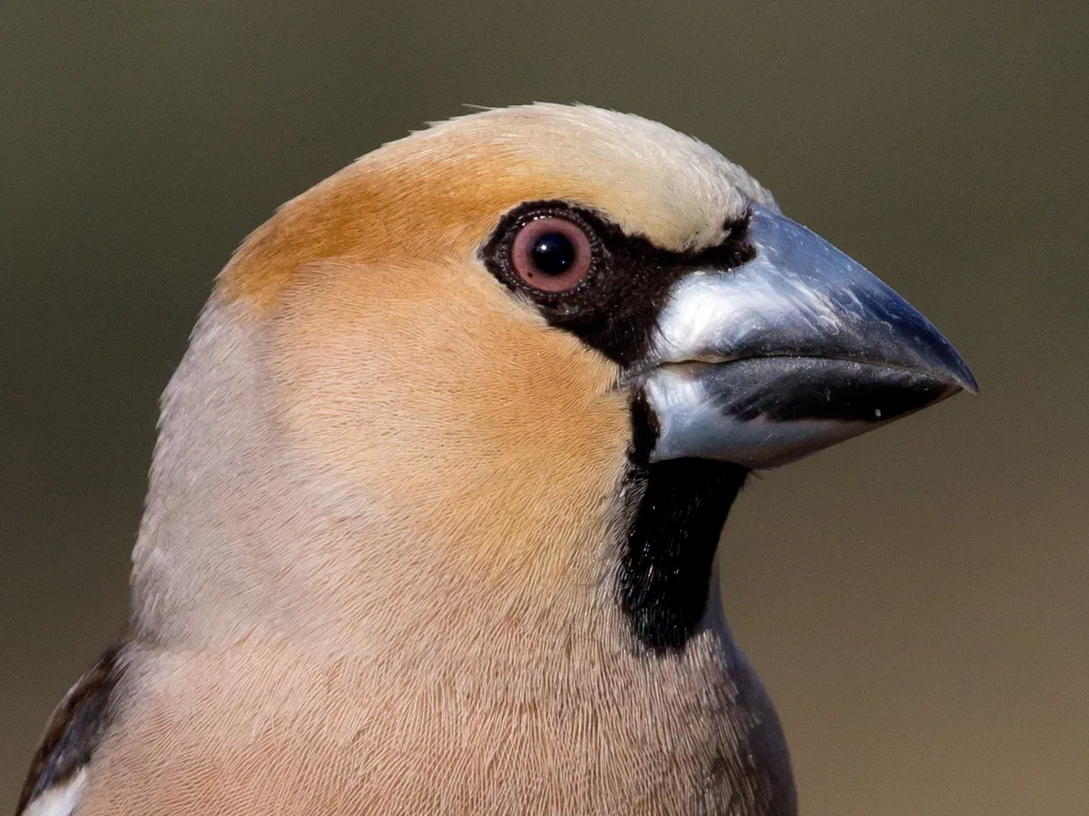 Hawfinch
