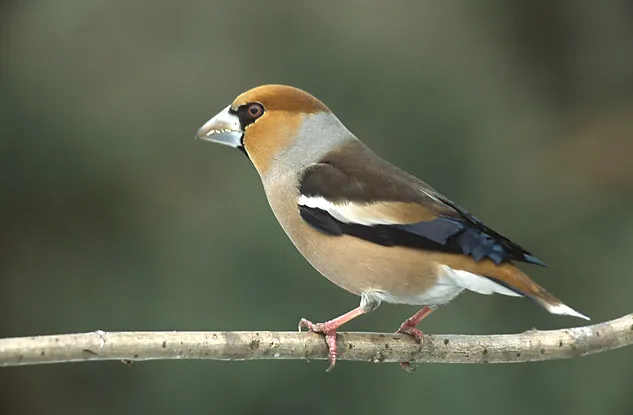 Hawfinch