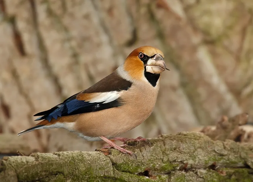 Hawfinch