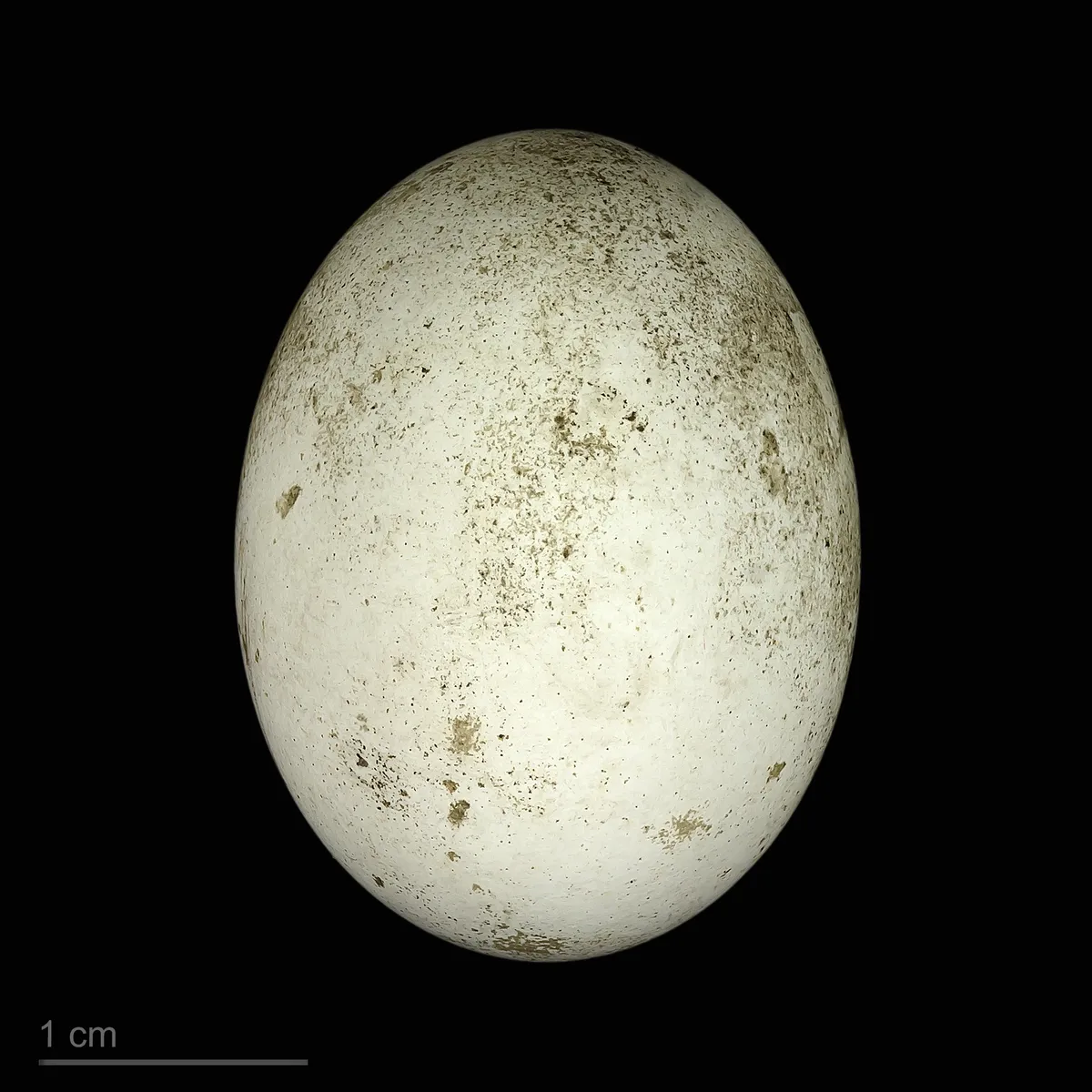 Yellow-billed Cuckoo