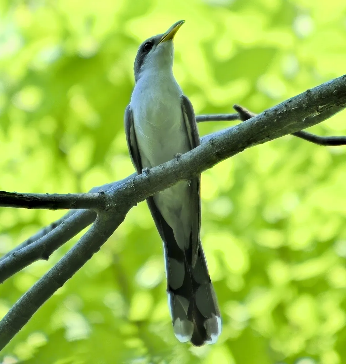Yellow-billed Cuckoo