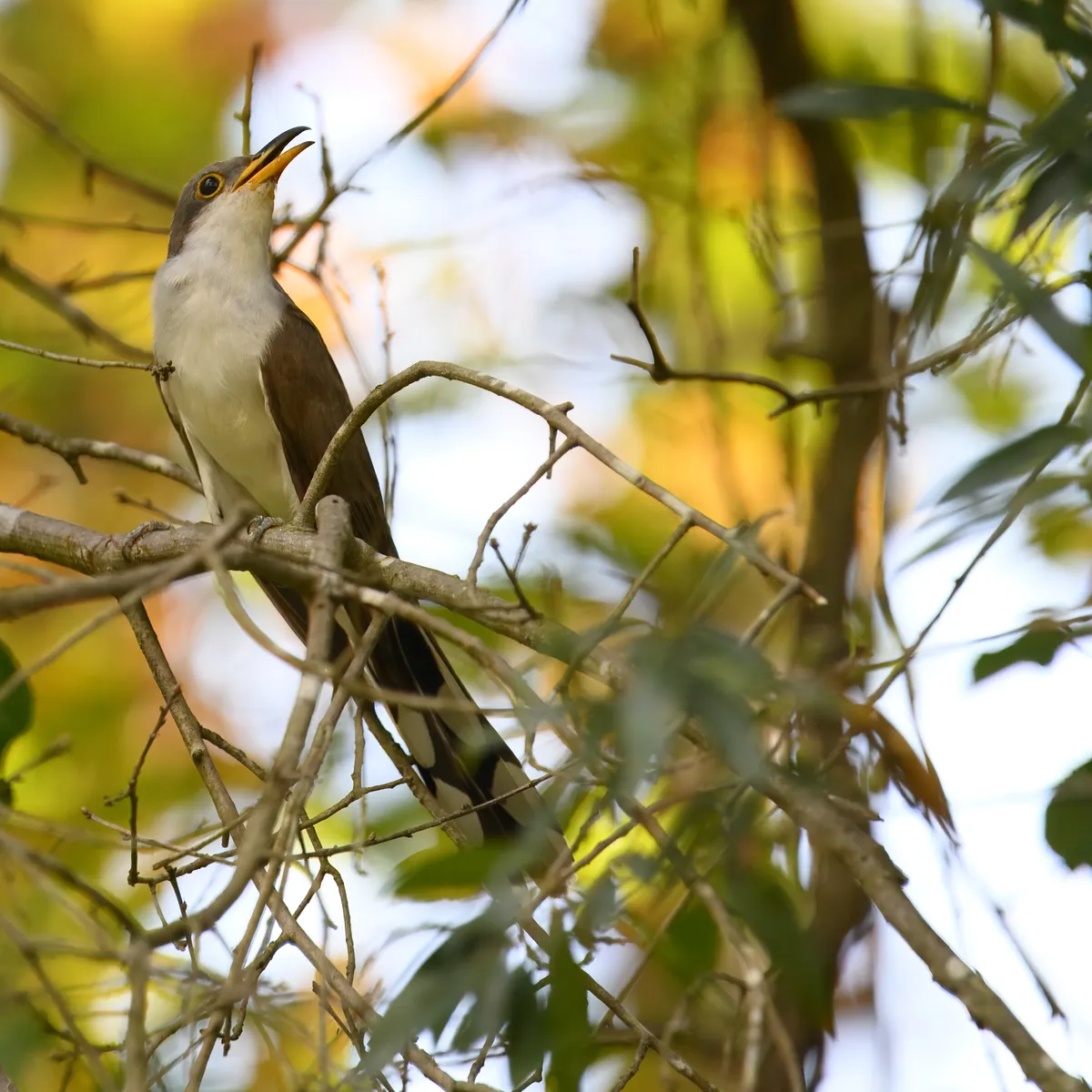 Yellow-billed Cuckoo