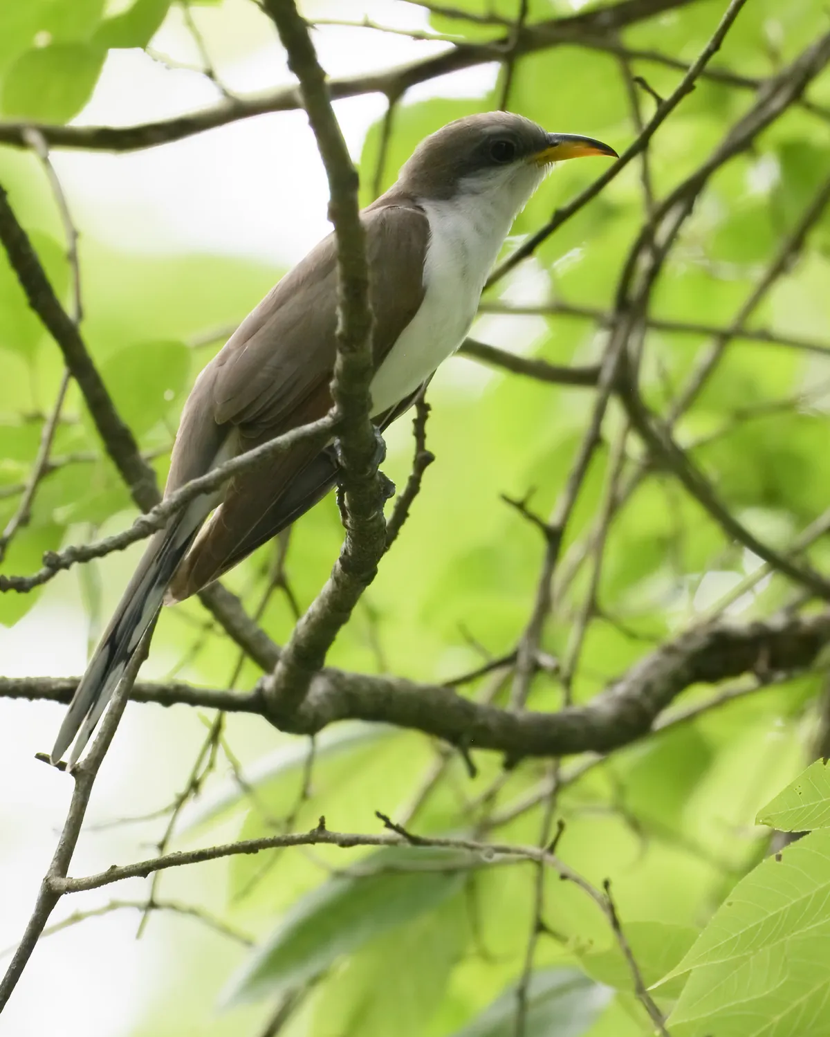 Yellow-billed Cuckoo