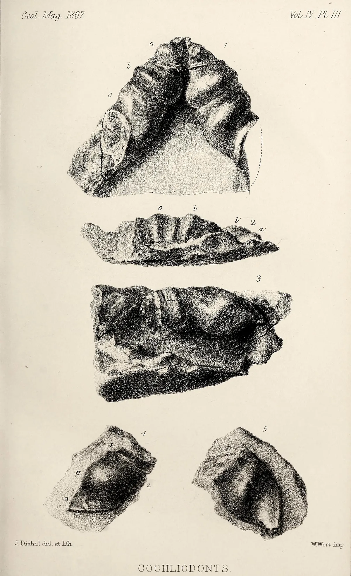 Pez Cartilaginoso Holocéfalo Extinto