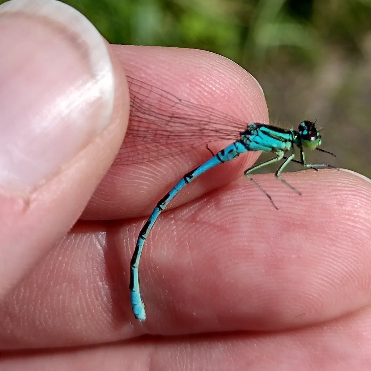 Northern Damselfly