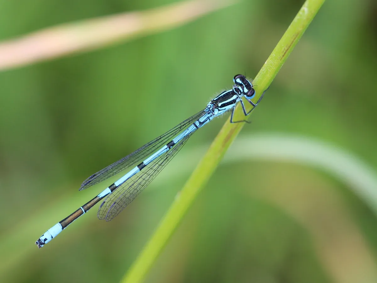 Northern Damselfly