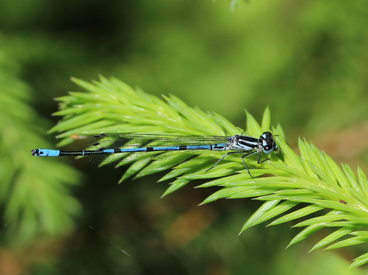 Northern Damselfly