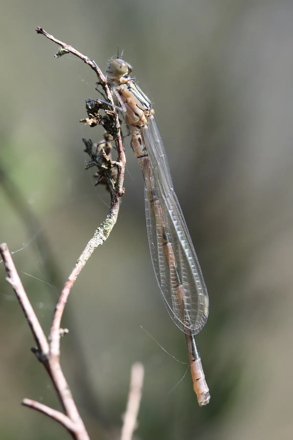 Northern Damselfly